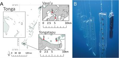 Spatio-Temporal Variation in Growth Performance and Condition of the Winged Pearl Oyster Pteria penguin